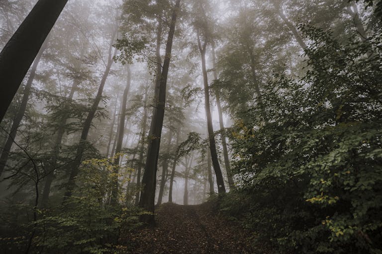 Low Angle Shot of Trees on a Forest