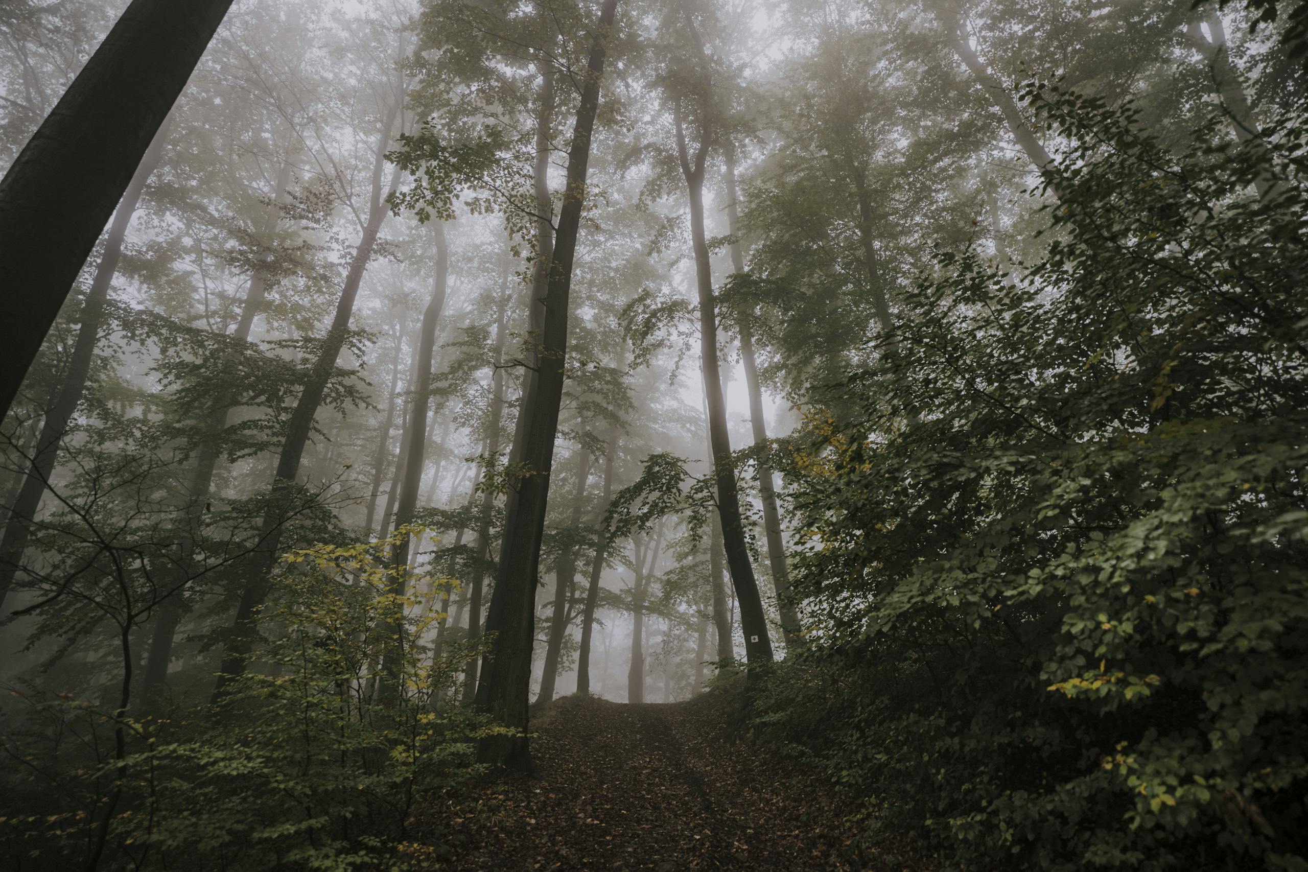 Low Angle Shot of Trees on a Forest