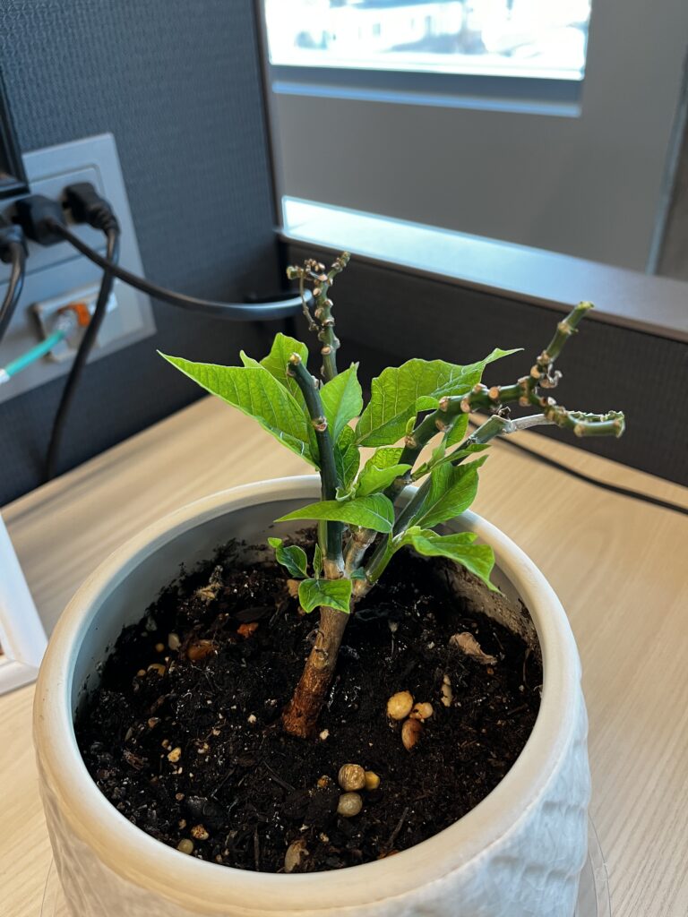 A few green leaves sprout off the empty branches of a poinsettia.