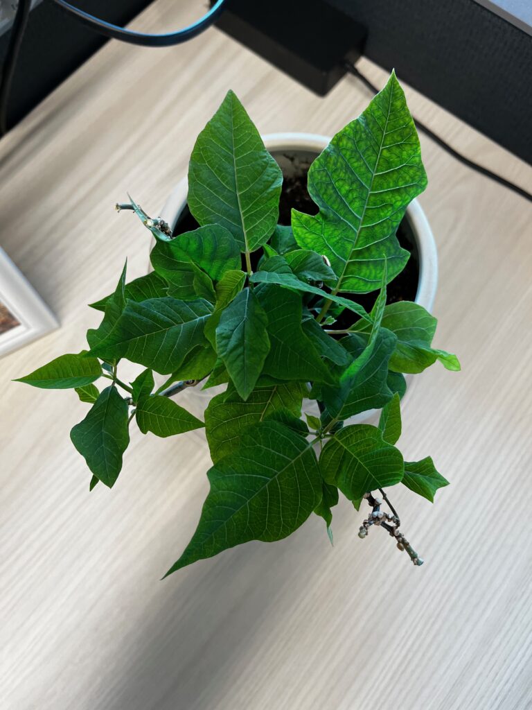 Looking down at a poinsettia plant from above