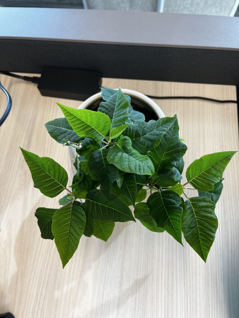 A mix of light and dark green leaves spout on a poinsettia plant.