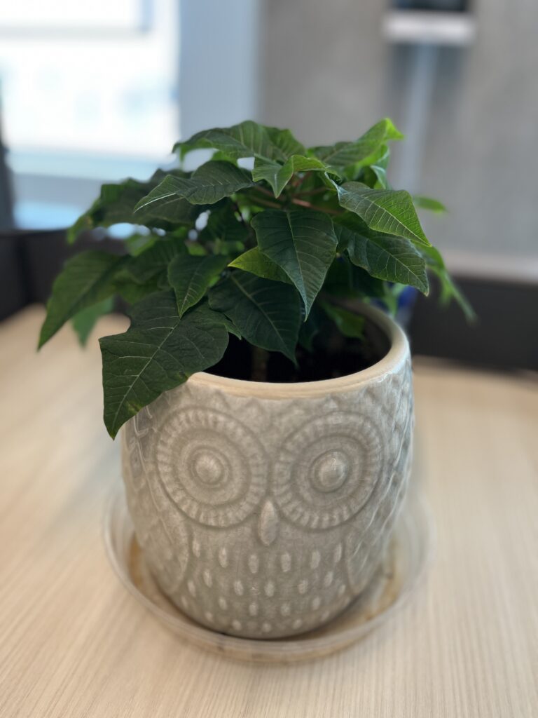 Green leaves of a poinsettia plant in a white pot with an owl design.