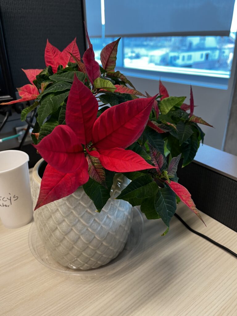 A poinsettia plant with red leaves sits on a desk